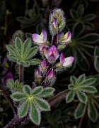 Lupinus concinnus - Bajada Lupine 19-9494